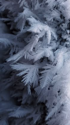 frosted tree branches are shown in this black and white photo with blue hues