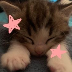 a kitten sleeping on top of a bed with pink stars