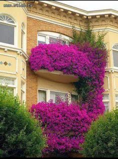 purple flowers growing on the side of a building