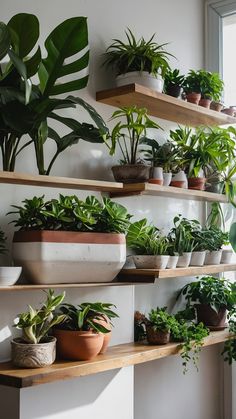 some plants are sitting on shelves in a room