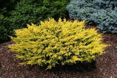 a bush with yellow leaves in the middle of some shrubbery and mulch grass