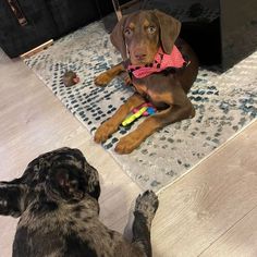 two dogs sitting on the floor playing with toys