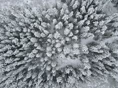 an aerial view of trees covered in snow