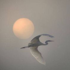 the bird is flying in the foggy sky