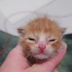 a small orange kitten is being held in the palm of someone's hand with it's eyes wide open