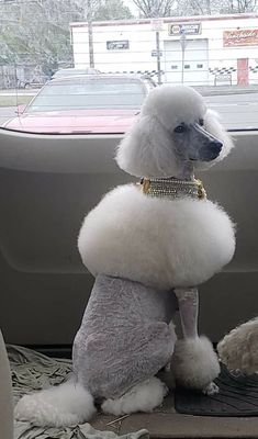 two poodles sitting in the back seat of a car, one is white