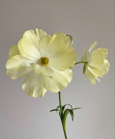 two yellow flowers in a vase on a table