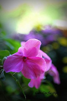 a pink flower with green leaves in the background