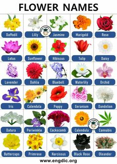 flower names for different types of flowers and their meanings in english, spanish or german