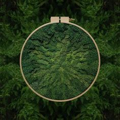 an aerial view of green plants in a wooden frame on the ground with trees around it