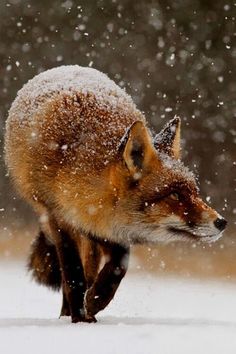 a red fox is walking through the snow