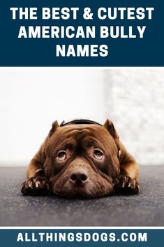 the best and cutest american bully names