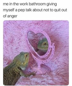 two lizards sitting in front of a mirror with the caption, me in the work bathroom giving myself a pee talk about not quiting out of anger