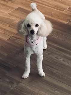 a white poodle standing on top of a hard wood floor