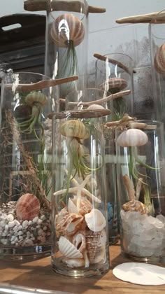 several glass vases filled with sea shells and seashells