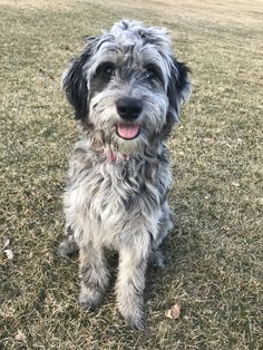 a shaggy gray dog sitting on top of a lush green field