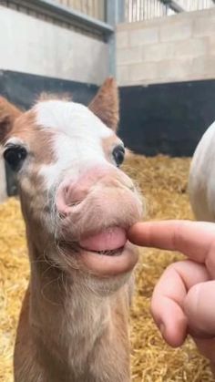 a small brown and white horse sticking its tongue out to someone's hand in front of it