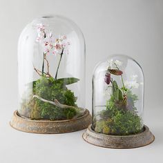 two glass domes filled with plants and flowers