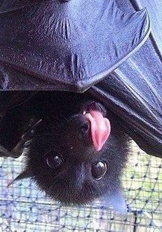 a black bat hanging upside down on a wire fence with its mouth open and tongue out