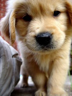 a golden retriever puppy standing next to a person