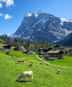 cows graze in a green field with mountains in the background and snow - capped peaks