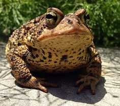 a brown and black frog sitting on top of a cement ground next to green plants