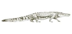 a drawing of an alligator on a white background