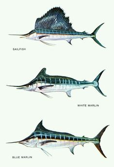 three different types of fish on a white background, one blue marlin and one black marlin