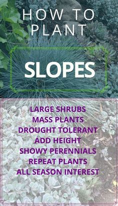 how to plant slopes large shrubs, mass plants, droopy holght, snow perennials, and great plains all season interest