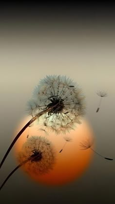 a dandelion blowing in the wind with an orange and black background behind it