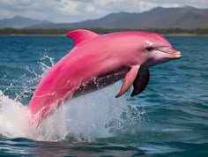 a pink dolphin jumping out of the water with it's front legs in the air