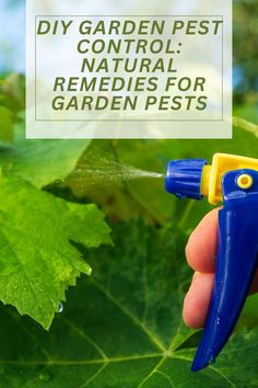 DIY Garden Pest Control: Natural Remedies for Garden Pests Veggies Garden, Slugs In Garden, Organic Insecticide, Integrated Pest Management, Pest Prevention, Homesteading Ideas, Comfy Place, Organic Pesticide, Organic Pest Control