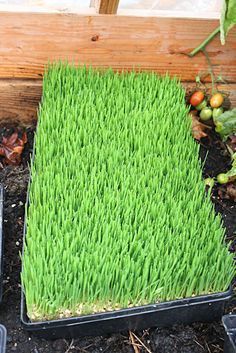 the grass is green and ready to be planted in the garden or planter box