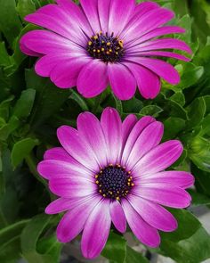 two purple flowers with green leaves in the background