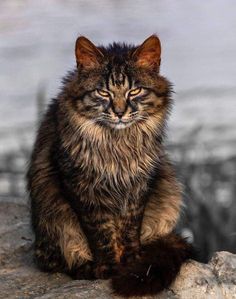 a cat sitting on top of a rock next to a body of water with its eyes closed