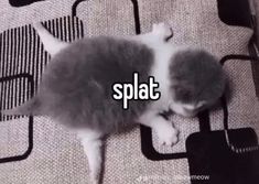 a kitten laying on top of a bed next to the words splat written in white