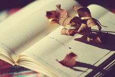 an open book with dried leaves on it