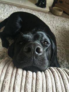 a black dog laying on top of a couch