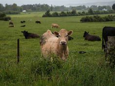 a herd of cattle standing on top of a lush green field next to a fence