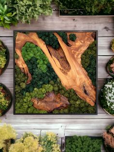 a wooden table topped with lots of different types of trees and plants next to potted plants