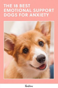 Studies have shown pet owners have lower heart rates and blood pressure levels and reacted better to psychological and physical stress and recovered quicker from those stresses. Here, I've sniffed out the best emotional support dogs for people with anxiety.