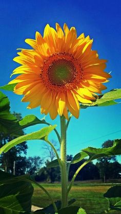 a large yellow sunflower with green leaves in the foreground and blue sky in the background