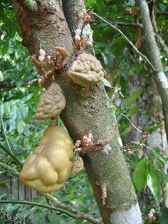 the fruit is growing on the tree in the forest