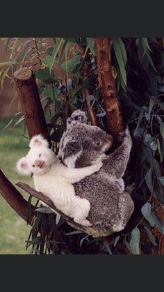 two koalas in a tree with leaves and one is holding onto the other