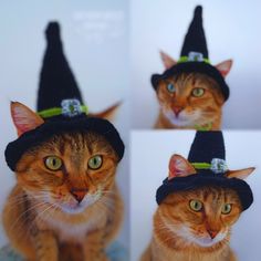 four pictures of a cat wearing a witch's hat and looking at the camera