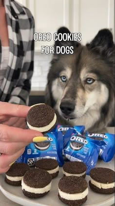 a dog is looking at some cookies on a plate