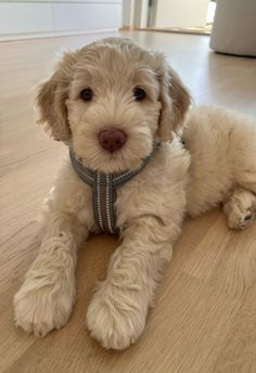 a small white dog laying on top of a wooden floor