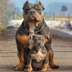 two dogs sitting next to each other on a dirt road