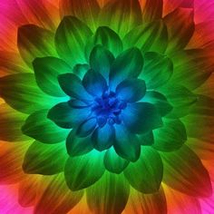 an image of a colorful flower with many petals