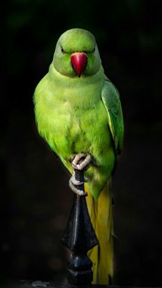 a green parrot sitting on top of a metal pole with its eyes closed and tongue out